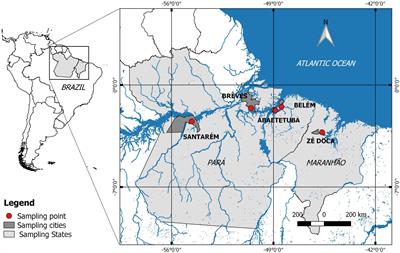 Isolation and Genetic Identification of Endophytic Lactic Acid Bacteria From the Amazonian Açai Fruits: Probiotics Features of Selected Strains and Their Potential to Inhibit Pathogens